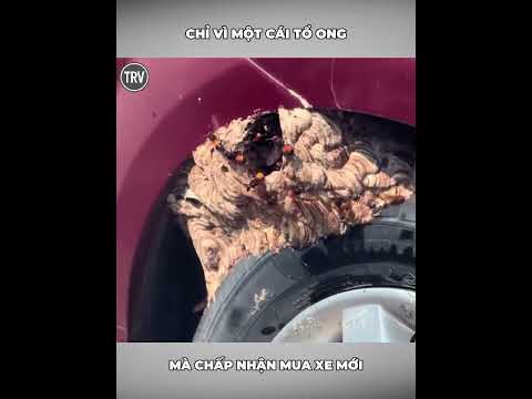 Chỉ vì một cái tổ ong mà chấp nhận mua xe mới #tintuc #reviewvui #giaitri #xuhướng #foryou