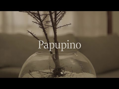 Papupino