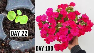 RIGHT Way To GROW Impatiens from Seeds - START to FINISH