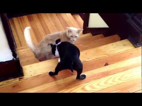 LuAnne versus Lewis (dog vs cat)