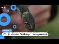 Boswachters waarschuwen voor overstekende slangen