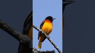Download lagu Burung Oriole Baltimore mp3