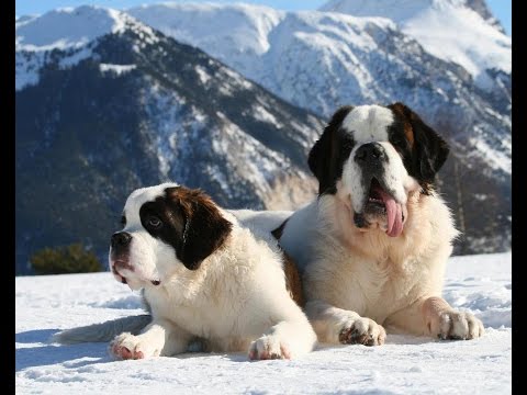 Top 20 Dog Breeds