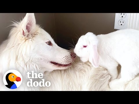 This Dog and Bunny Are Basically a Brother-Sister Duo