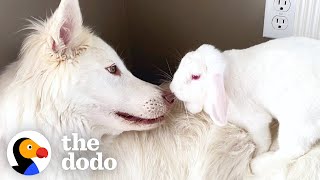 Dog Can't Stop Smiling When He Gets A Bunny Sister | The Dodo Odd Couples