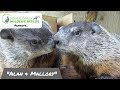 Meet Alan and Mallory, the Groundhogs