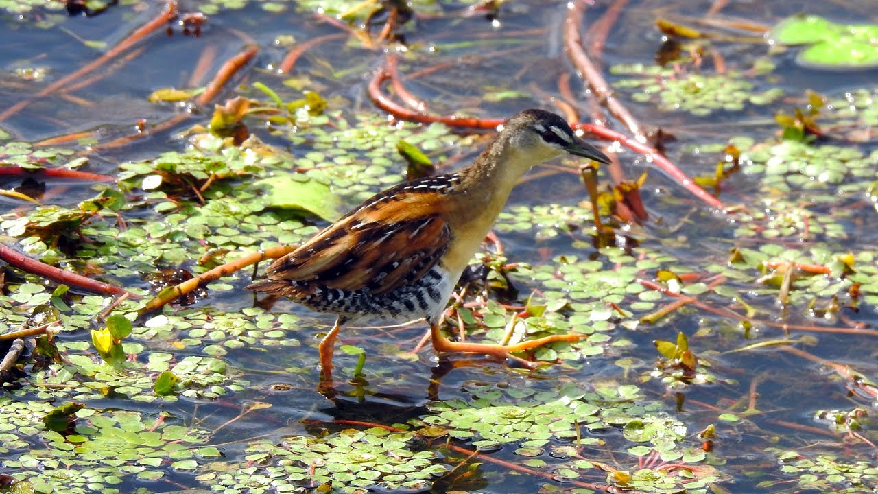 1 best Yellow-breasted Crake in Costa Rica, Cano Negro Wildlife Refuge.