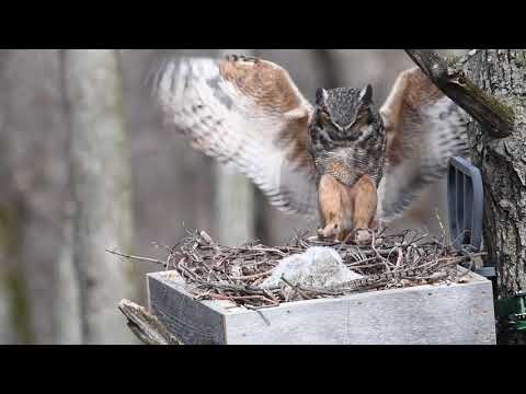 Great Horned Owl Nest Cam 1