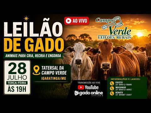 🌟Leilão de Gado Campo Verde AO VIVO | Igaratinga/MG | 🎥