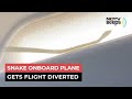 Unexpected Co Passenger Spotted On A Plane Flight Diverted