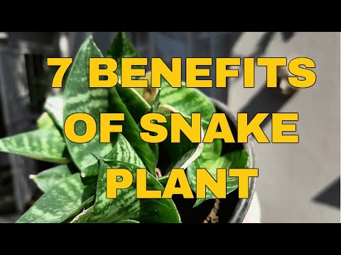 7 Benefits of Snake plant in your home #naturehealth