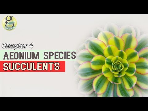 Aeonium Species Succulents Atlas | Winter - Common Succulent Plants Identification with Pictures