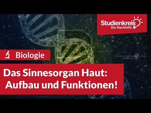 Das Sinnesorgan Haut - Aufbau & Funktionen! | Biologie verstehen mit dem Studienkreis