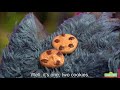 Eng Sub Sesame Street Cookie Monster Shares Cookies With Abby