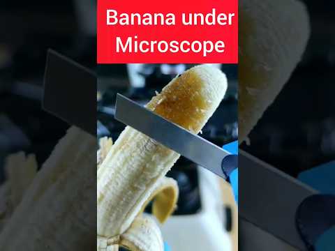 Banana Under Microscope | Banana #banana #bananas