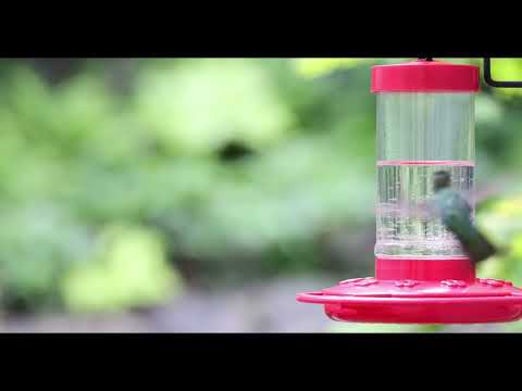 Male Annas hummingbirds and female Rufous hummingbird - slow motion