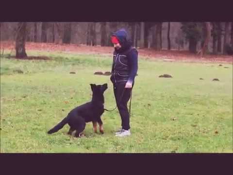 Mephisto Námořník - obedience 5 months