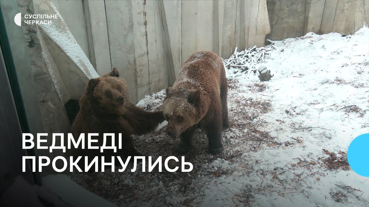 У черкаському зоопарку після зимової сплячки прокинулись ведмеді