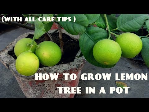download lagu mp3 mp4 Lemon Plant In Pot, download lagu Lemon Plant In Pot gratis, unduh video klip Lemon Plant In Pot