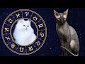 The Best Cat Breeds For All 12 Horoscope Signs