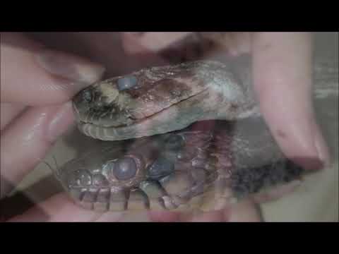 Snake Dissection and Anatomy (Viper/Colubrid Comparison)