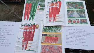 병에 강한 복합내병계품종 고추 가삭한지 21일된 모습입니다. 고추모종 ,대파모종 택배주문 판매 합니다.