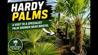 Hardy Palms: A Visit to a Specialist Palm Grower Near Bristol