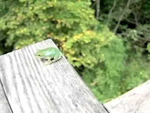 カエルの跳躍をCasioF1で