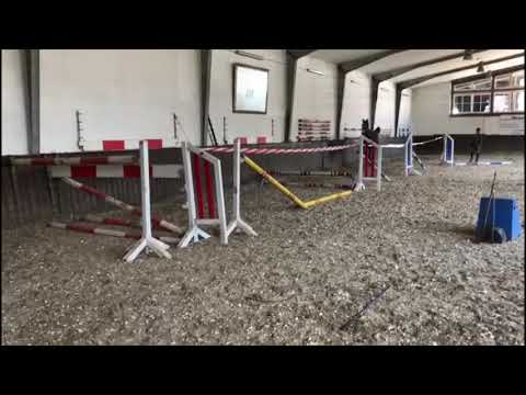 Stall Distel, Wallach von Quibery - Quintero, geb. 2017