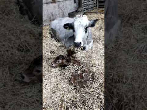 , title : 'Gascon second calver with new born heifer calf'