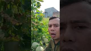preview picture of video 'Melon Gracia berbuah banyak(2)'