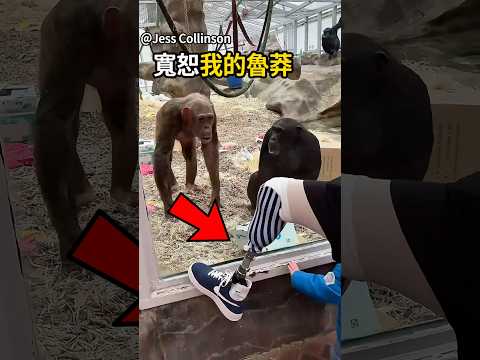 富有同情心的猩猩😲