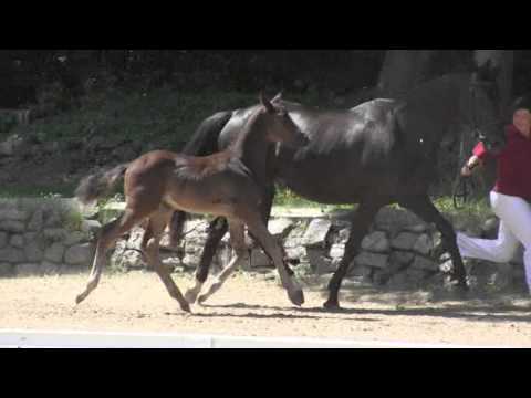HF v.San Florestano - Ratero
