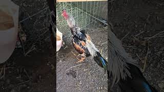 Download lagu Pure Pama Chiang Mai stag 3 mp3