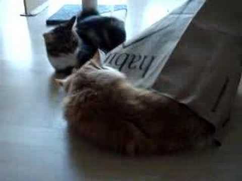 Dema in a bag 5 Aug 07