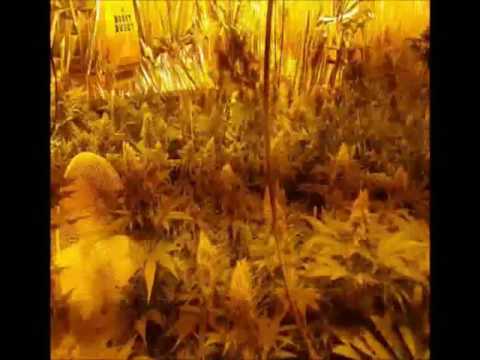 Zlikwidowana nielegalna plantacja konopi