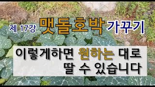 제 17강 맷돌호박 가꾸기 이렇게 하면 원하는 대로 딸 수 있습니다. #호박 가꾸잘 가꾸는 방법 #맷돌호박 …