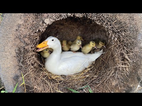 Pekin Duckling Hatching From A lot of egg - Amazing Duck Hatching From Eggs