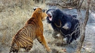 Biggest wild animal fights !!