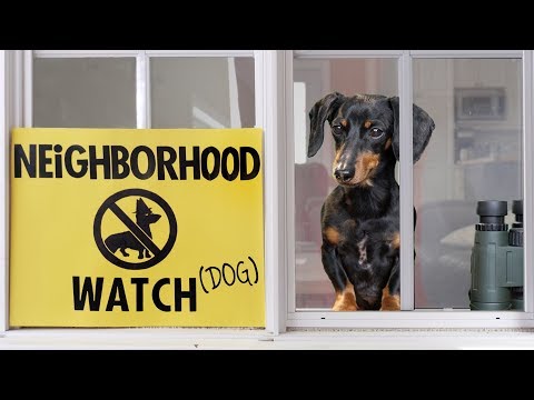 Ep 26: Dachshund on Neighborhood Watch Duty — Catches the Bad Dog!