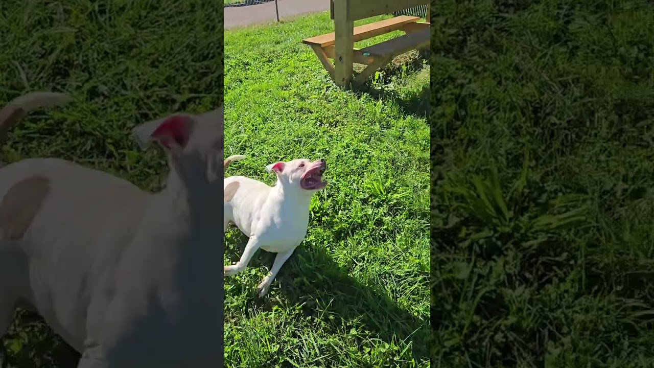 Enlarge Chunk-O-Potomus, a Adopted Terrier in Xenia , OH video 6/6