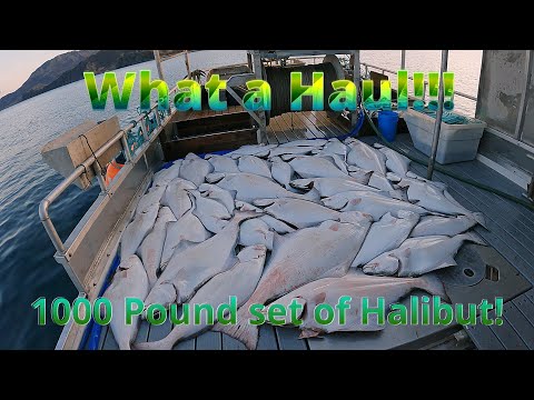 Huge Halibut Haul! | Our Best Set of the Season (Backlog Pt.5 Nov 2024)