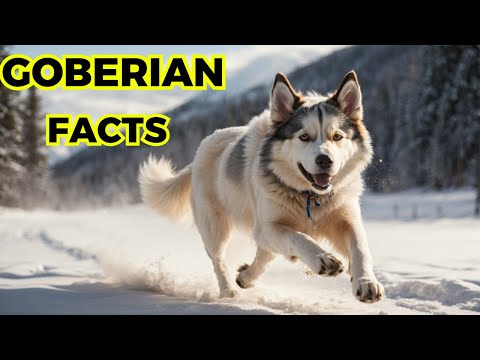 Goberian Dog - Top 10 Interesting Facts
