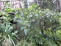 Tropical looking Loquat trees late bloomers in the North