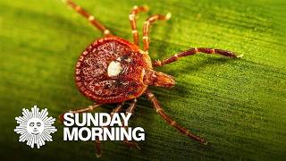 The explosion of ticks and Alpha-gal syndrome