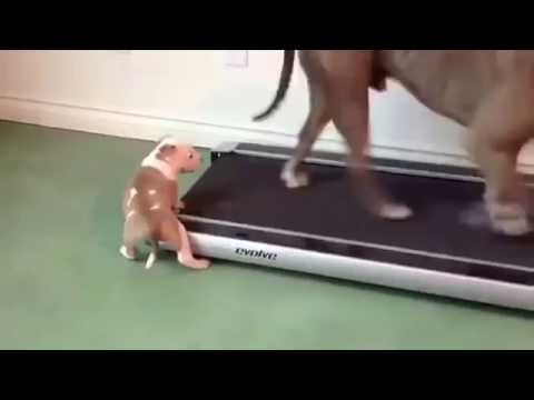 Videos engraçados, Cachorro na esteira! | Aww, Assistant, Pets