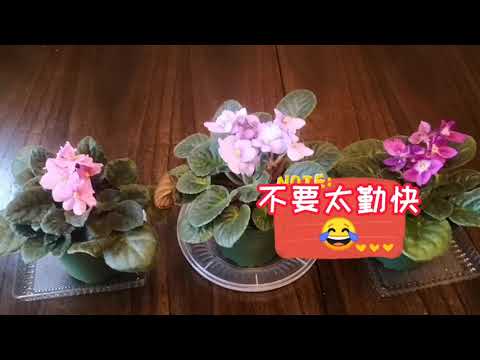 非洲菫 葉子下垂