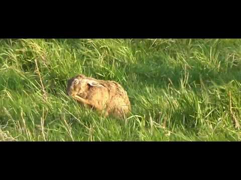Feldhase beim Abendansitz auf Rehwild
