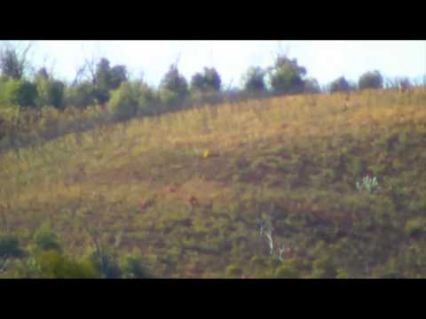 SAKO TRG 22 1215m Shot .308Win