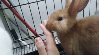 Brown rabbit keeps licking me